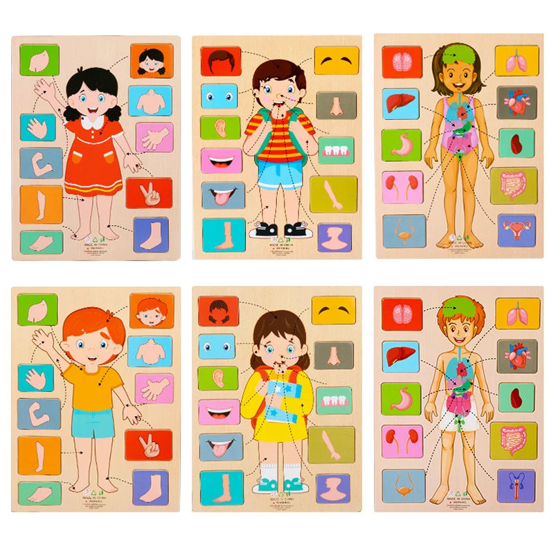 Human Body Parts Wooden Puzzles