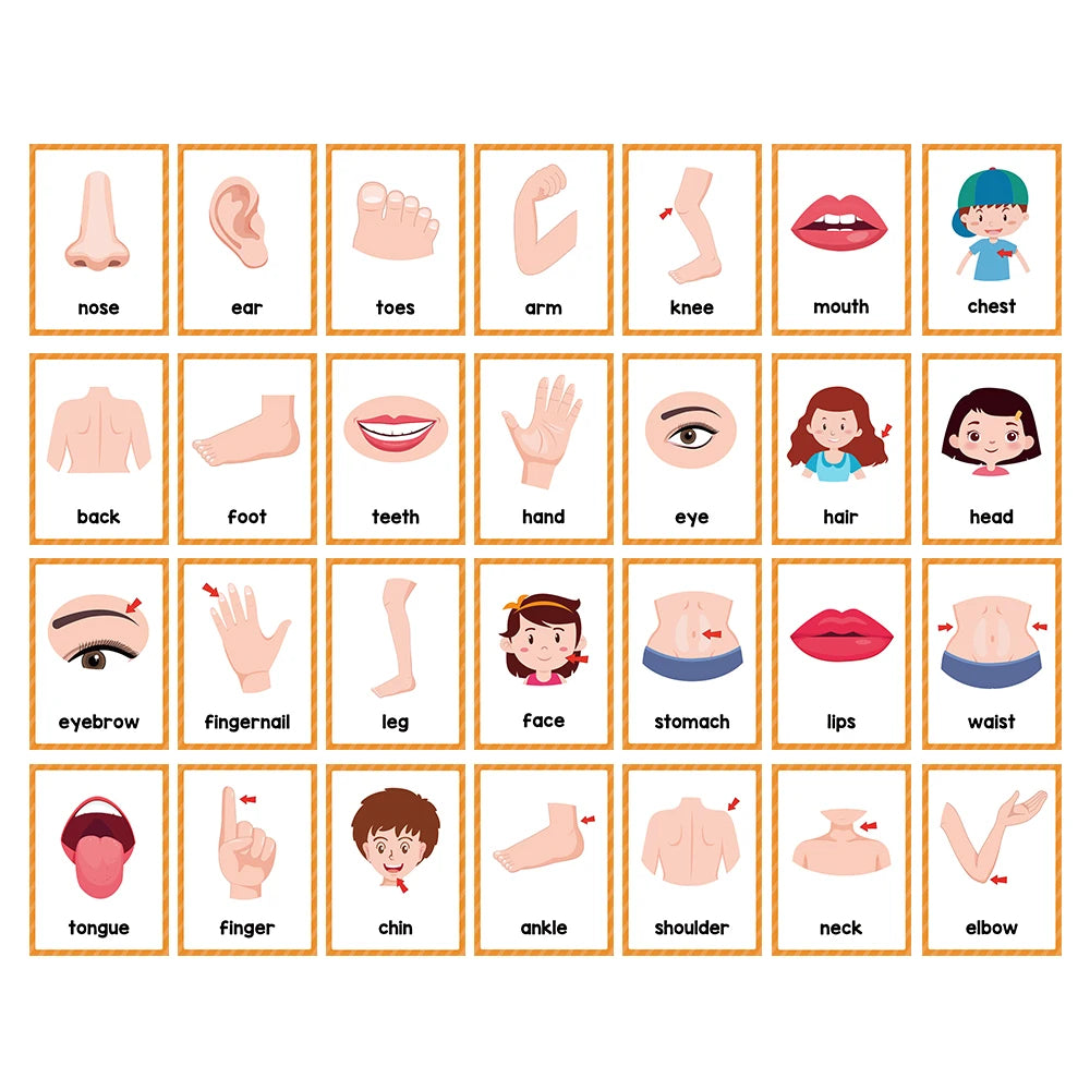 Body Parts Flash Cards