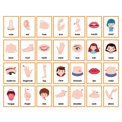 Body Parts Flash Cards